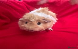 Guinea Pig rodents for sale: Mixed aged females  - Image 14