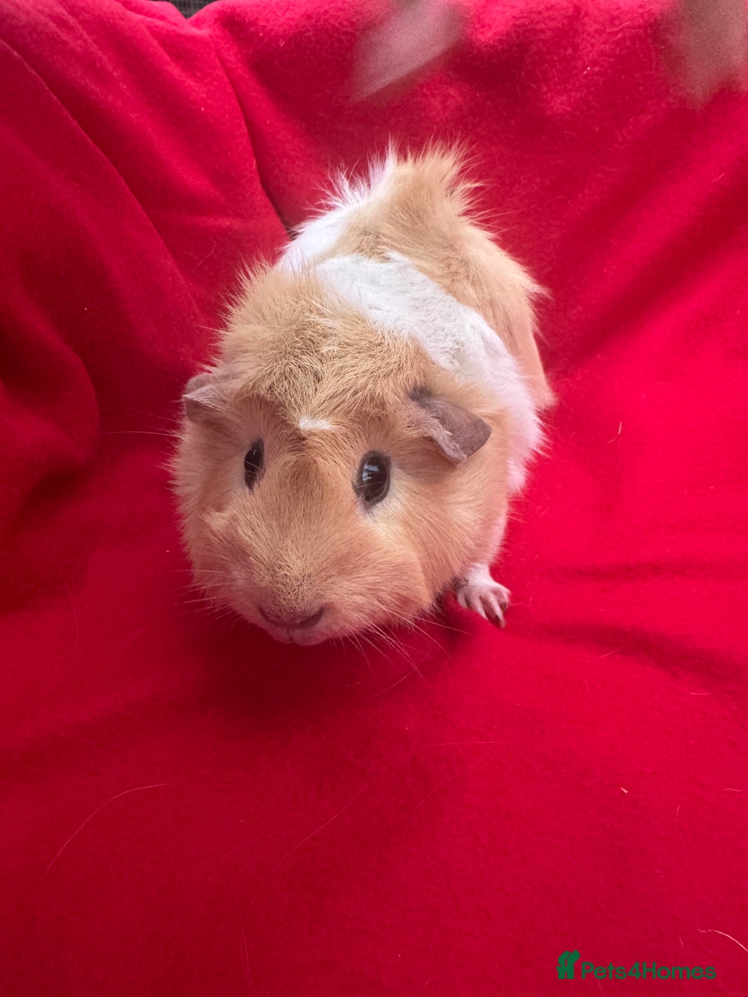 Guinea Pig rodents for sale: Mixed aged females  - Image 14
