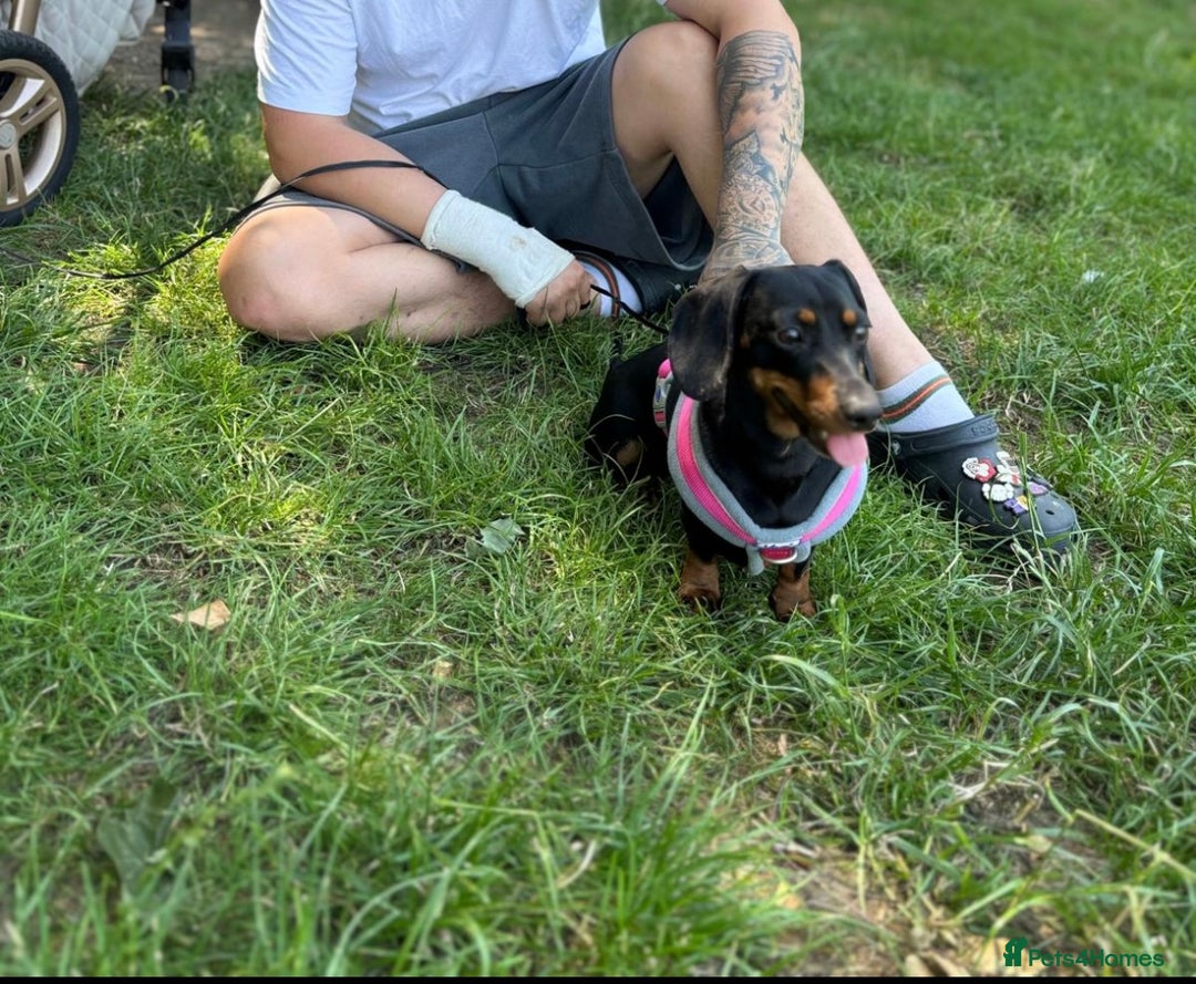 Miniature Dachshund dogs for sale: Miniature dachshund spooky - Advert 1