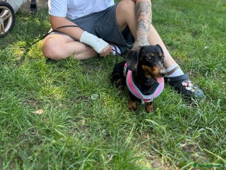 Miniature Dachshund dogs Miniature dachshund spooky - Advert 8