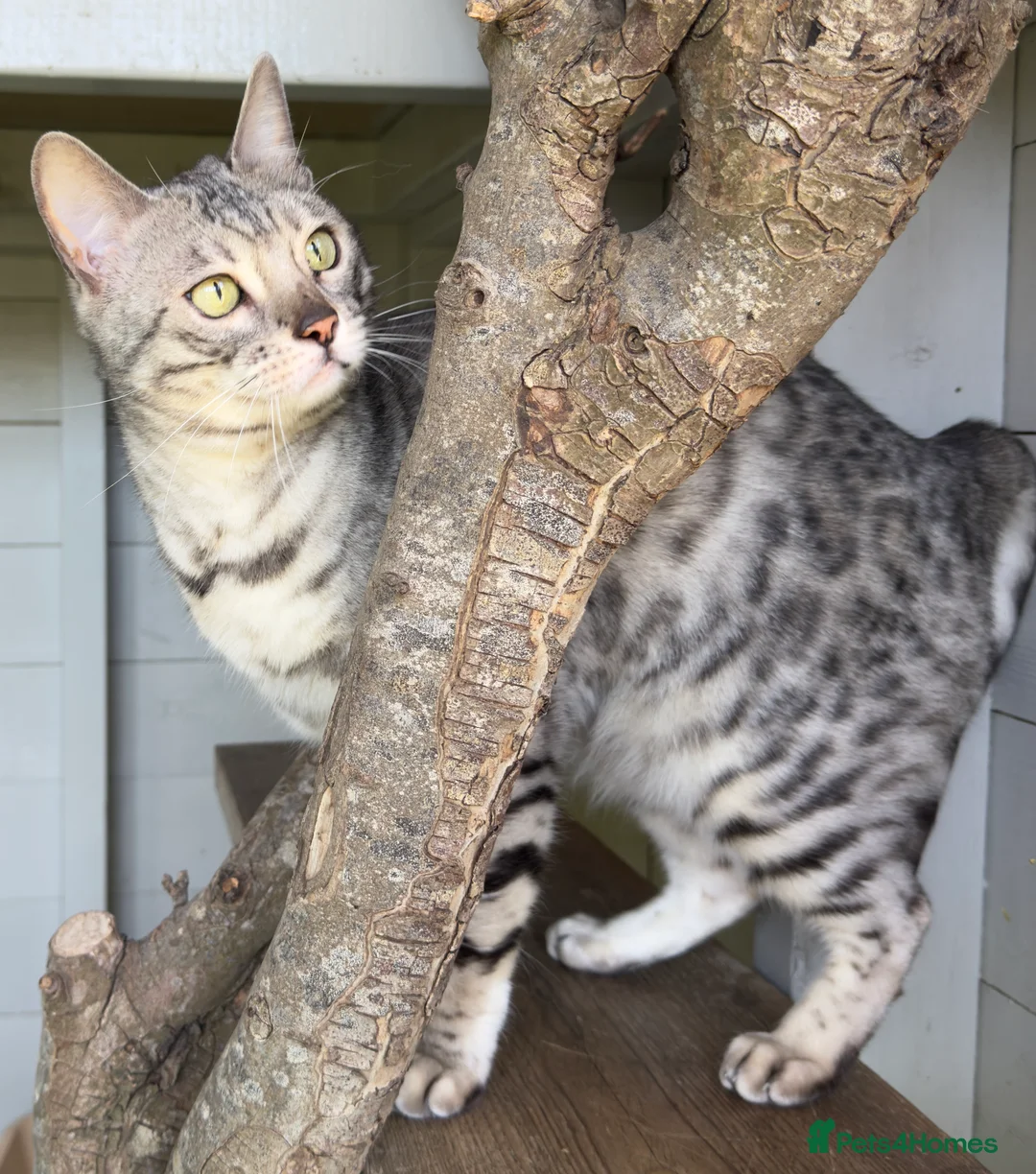 Bengal cats for sale: Beautiful Silver Retired Bengal Queen TICA Reg  - Advert 2