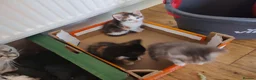 British Shorthair cats for sale: Five stunning kittens available immediately  - Advert 35