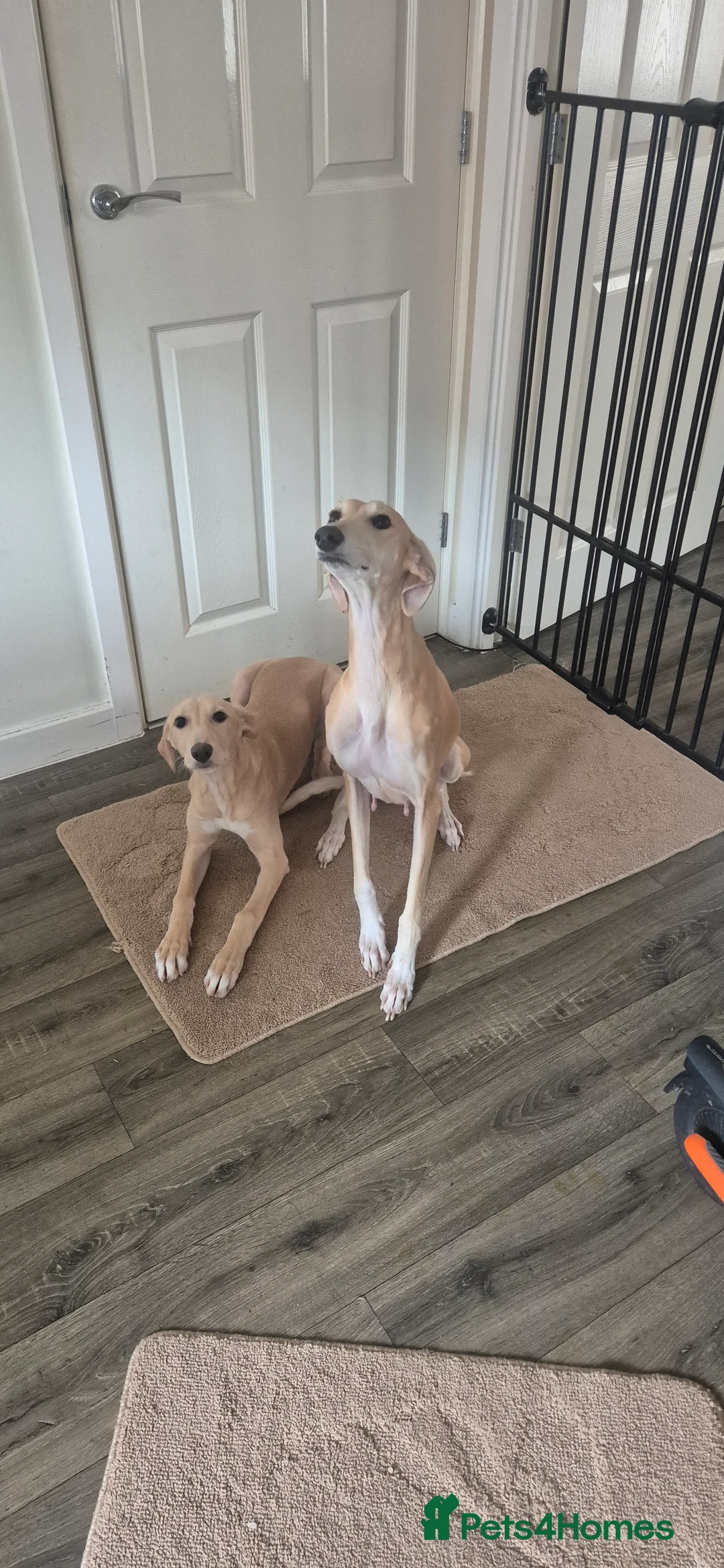 Mixed Breed dogs for sale: Saluki whippet x weaton greyhound - Advert 5