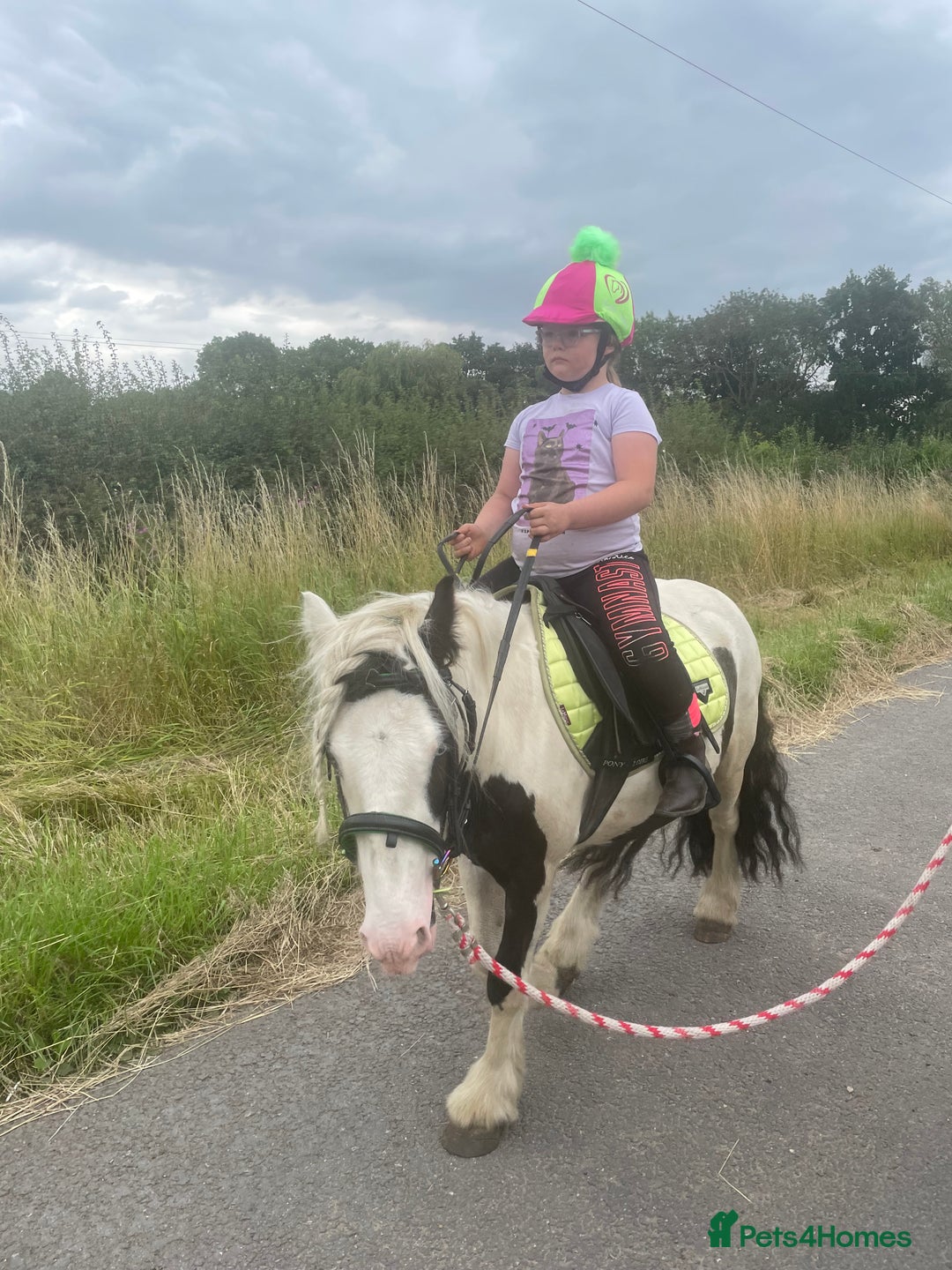 Irish Cob horses for sale: 4yr ride and drive 11.2hh bugsy  - Image 1