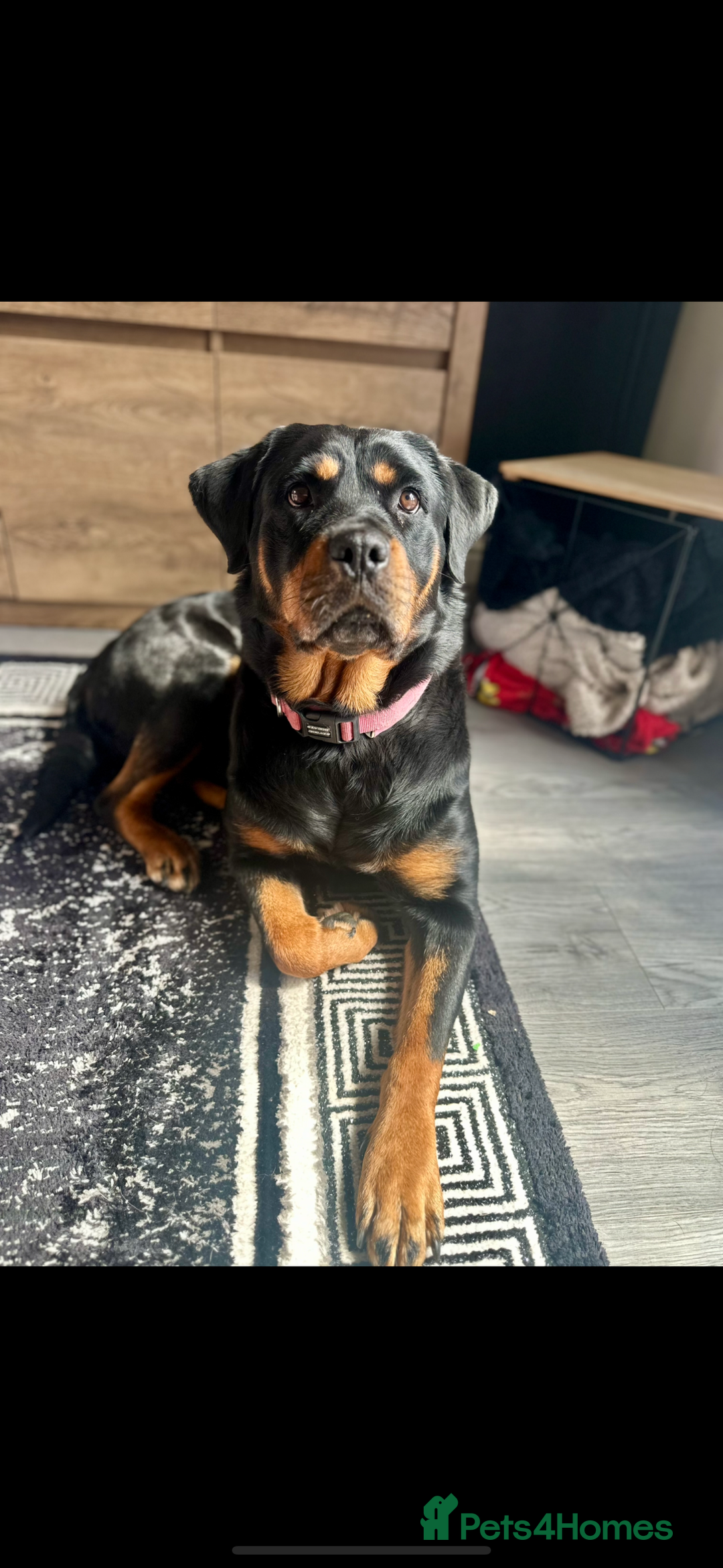 Rottweiler dogs for sale: Stunning Rottweiler puppies 🐶  - Image 26