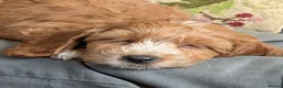 Cockapoo dogs for sale: Beautiful red pups from health tested parents - Advert 6