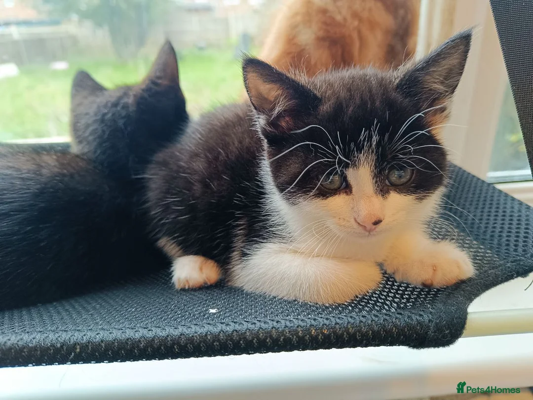 Mixed Breed cats for sale: Adorable Kittens Looking for Loving Homes - Advert 8