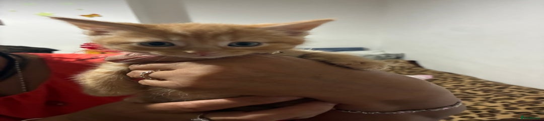 Ginger boy 2