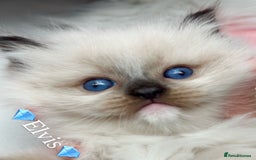 Ragdoll cats for sale: Beautiful pedigree kittens, show quality 💎❤️💎 - Image 18