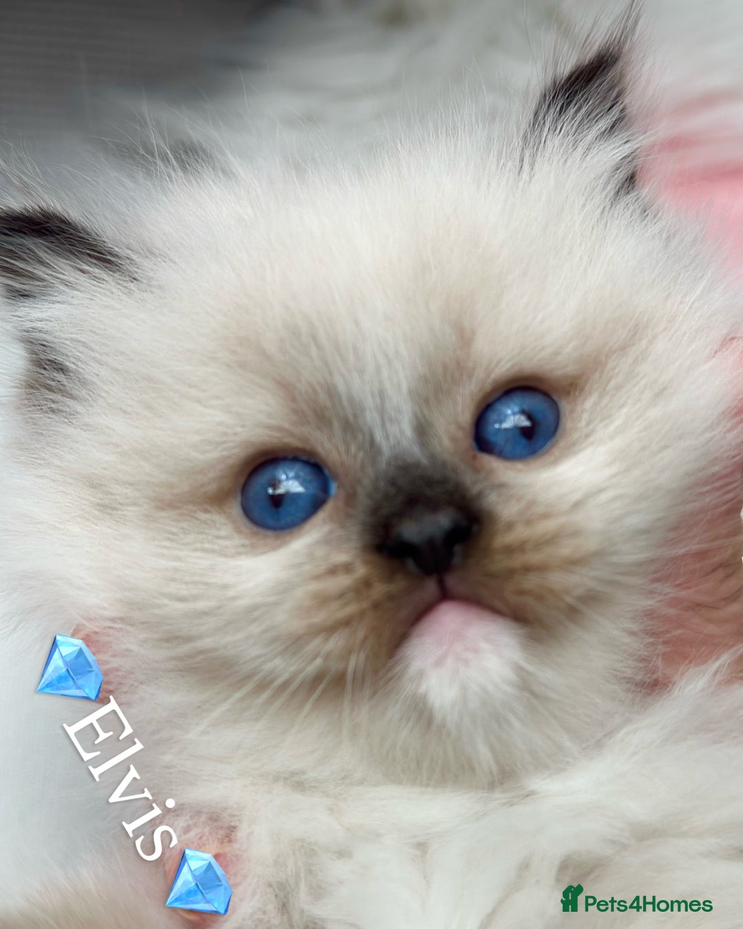 Ragdoll cats for sale: Beautiful pedigree kittens, show quality 💎❤️💎 - Image 18