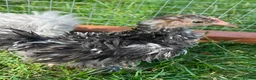 Chickens poultry for sale: Frizzle - pekin bantam pullets - Advert 2