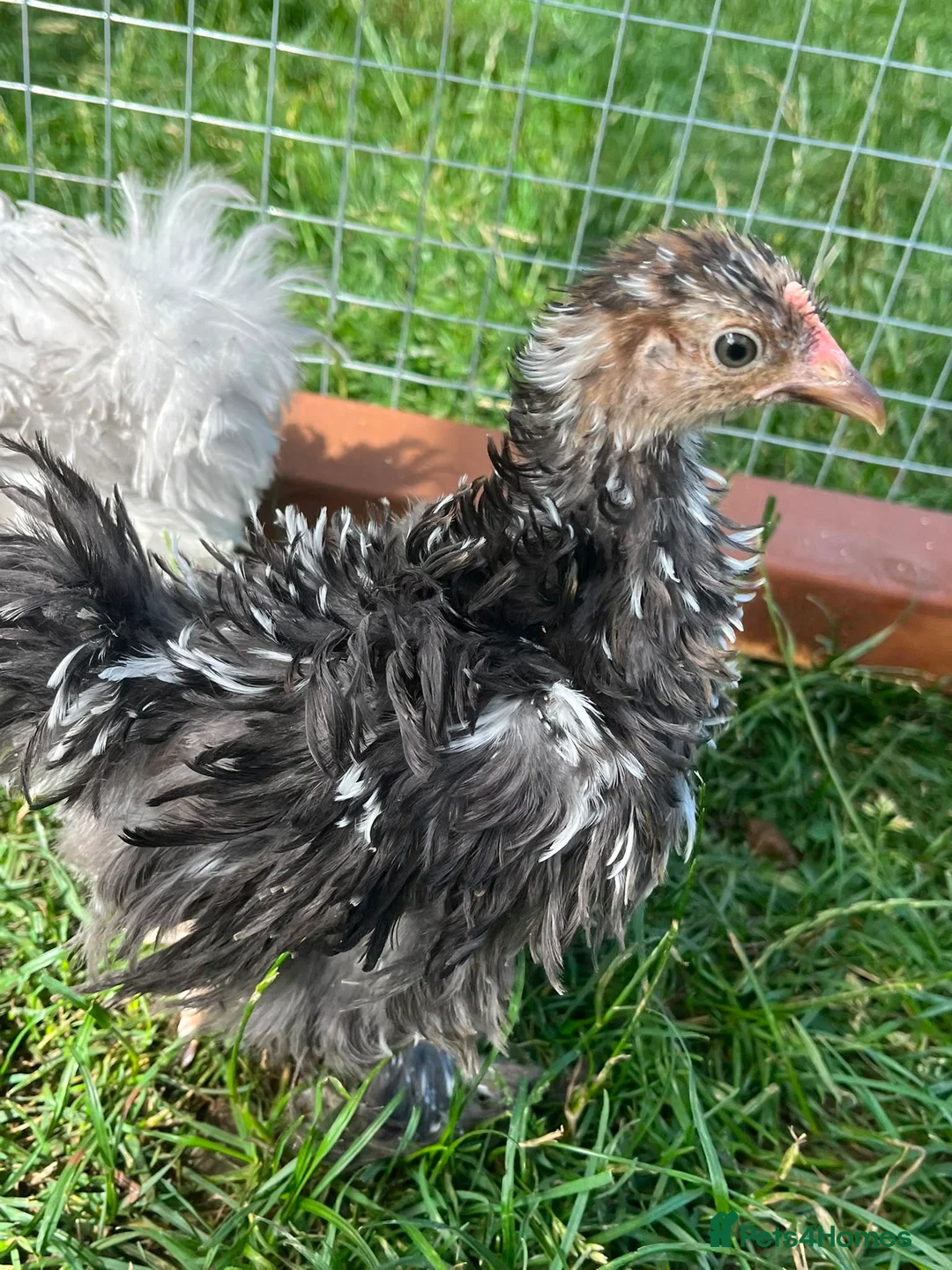Chickens poultry for sale: Frizzle - pekin bantam pullets - Advert 2