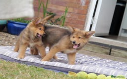 Mixed Breed dogs for sale: Shollies  in Rochdale - Image 17