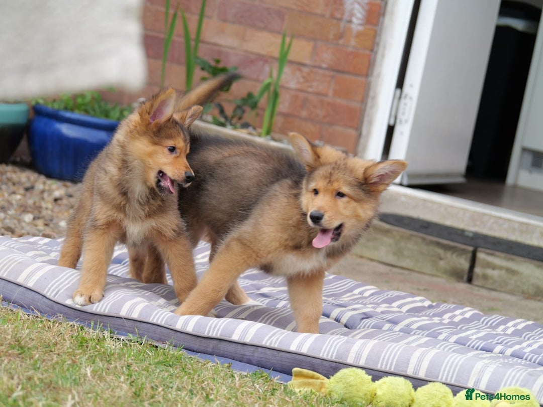 Mixed Breed dogs for sale: Shollies  in Rochdale - Image 17