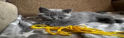 British Shorthair cats for sale: 🩶 TICA Registered British Shorthair Kittens in London - Advert 8