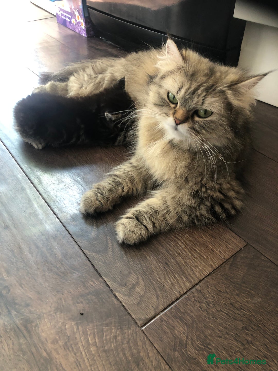 Persian cats for sale: Persian Ragdoll Kittens for sale  in Sidcup - Image 3