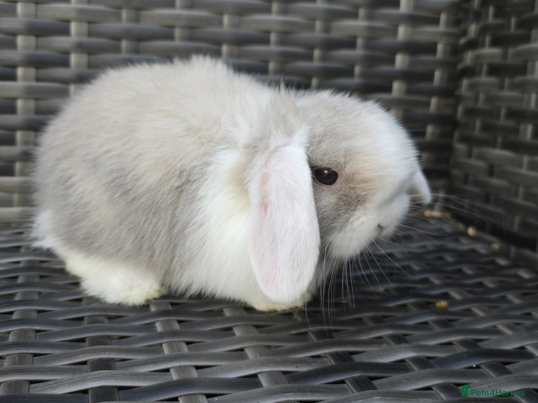 Mini Lop rabbits for sale: Cute Mini Lop Bunnies - Image 5