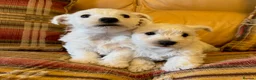 West Highland Terrier dogs for sale: Cute & Bouncy Westie Babes  - Advert 8