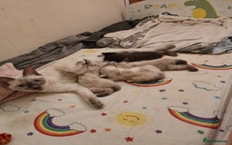Mixed Breed cats for sale: 4 sweet kittens  - Image 14