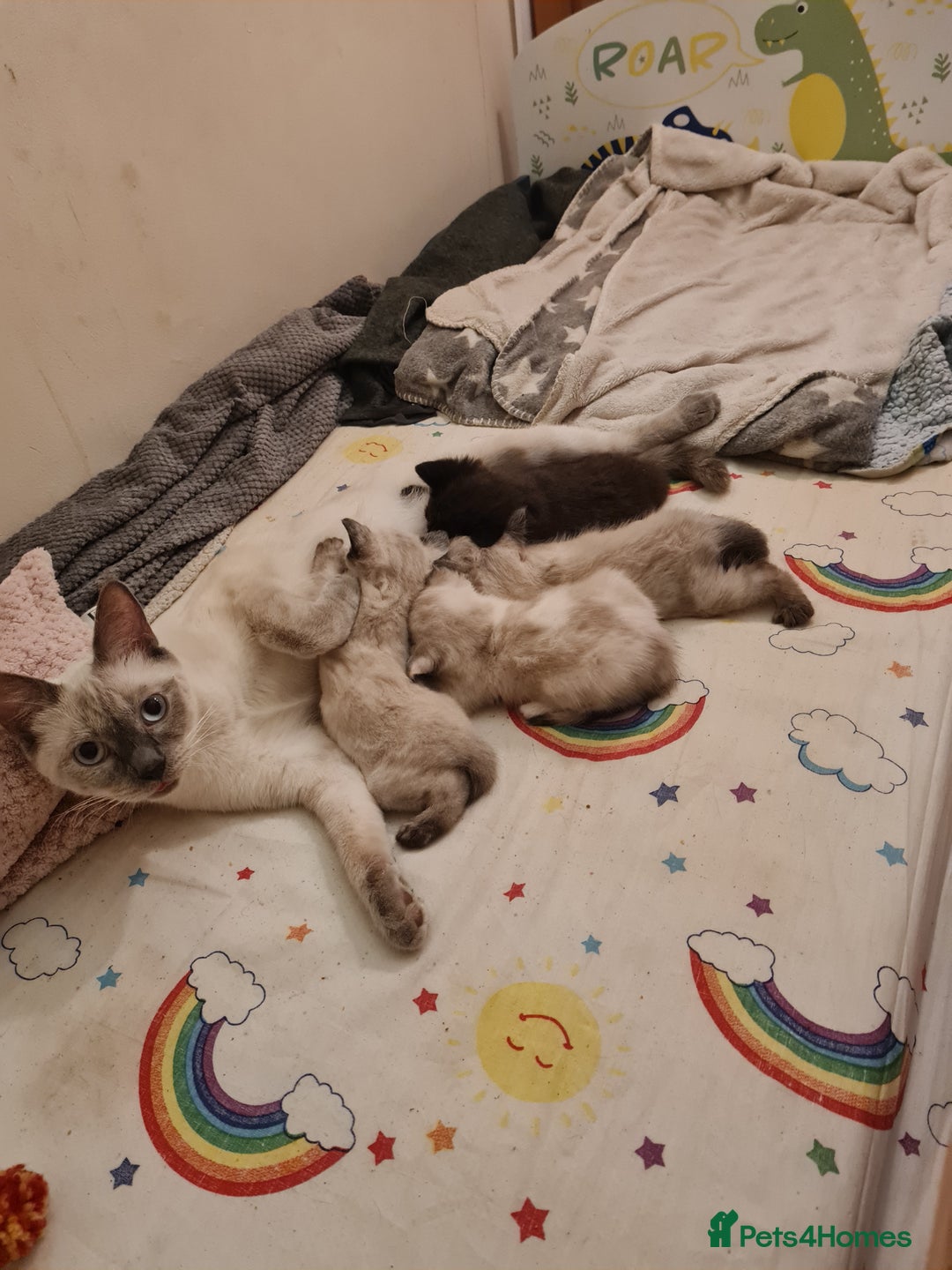 Mixed Breed cats for sale: 4 sweet kittens  - Image 14
