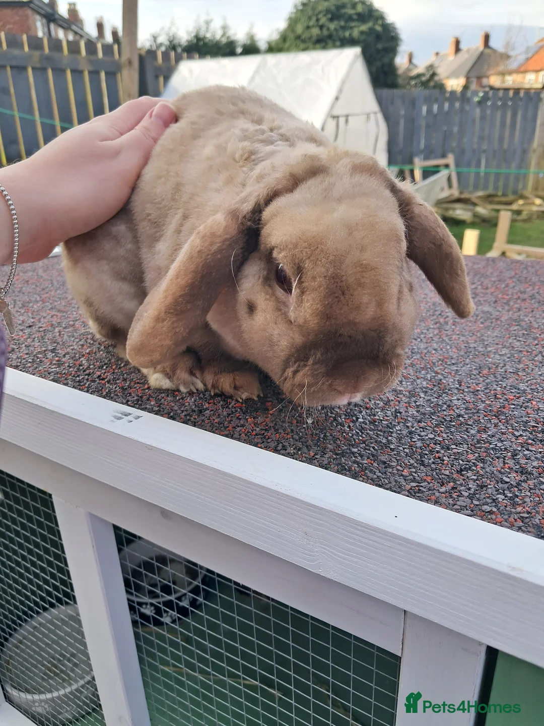 Mixed Breed rabbits for sale: Plush mini lop doe - Advert 5