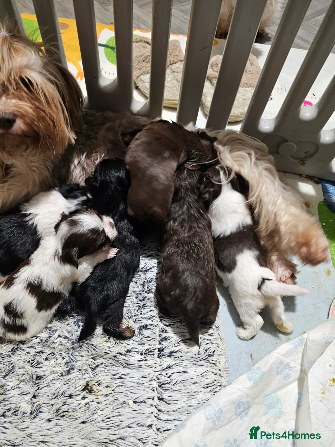 Yorkshire Terrier dogs for sale: Colorful Yorkshire Terrier puppies for sale - Advert 17
