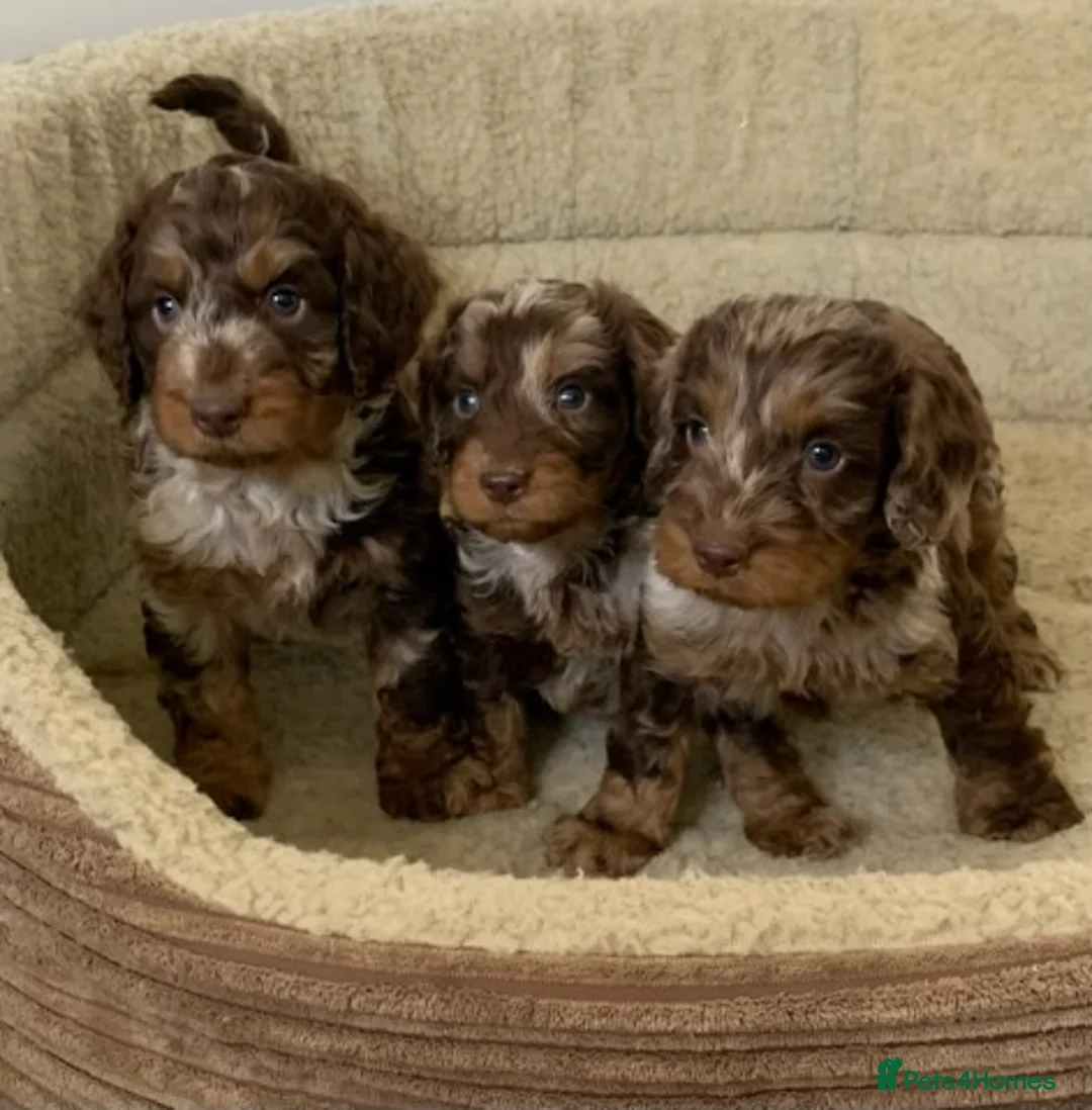 Miniature Poodle dogs for stud: 💥FOR STUD💥 CHOC MERLE PHANTOM MIN POODLE in Doncaster - Advert 16