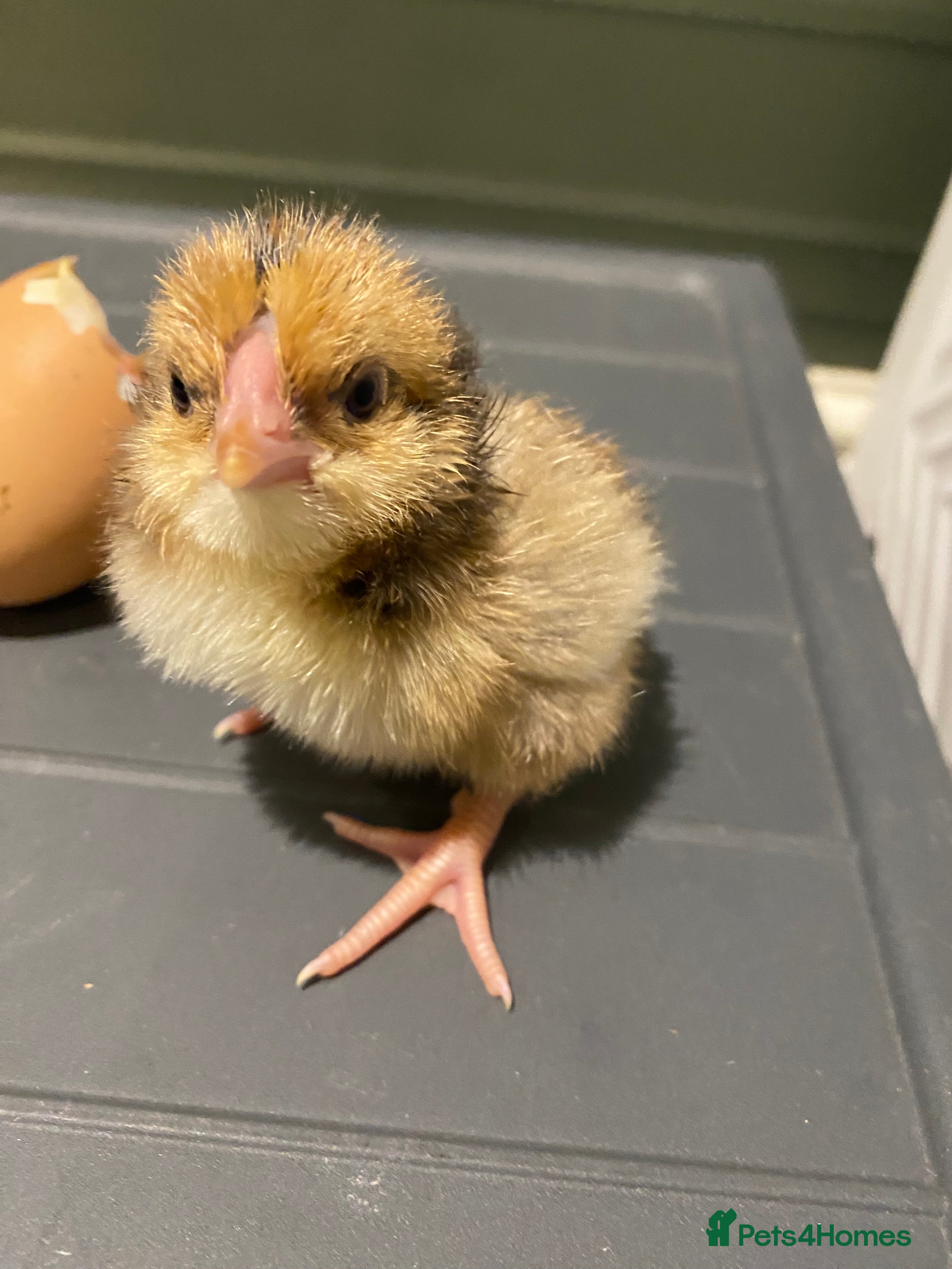 Chickens poultry Hybrid chicks - Advert 15