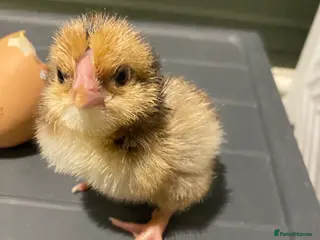 Chickens poultry Hybrid chicks - Advert 15