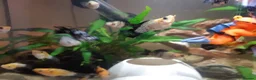 Mollies fish for sale: Balloon Mollies Tropical Fish. Colour Mix.  in Fleet - Advert 6