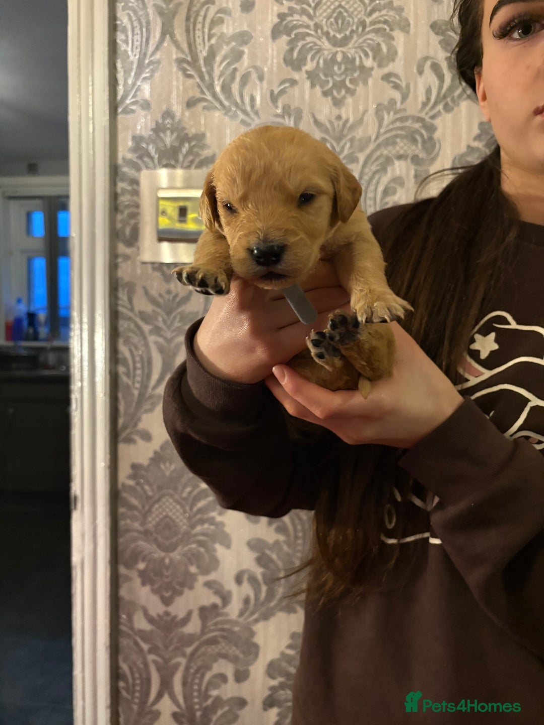 Golden Retriever dogs for sale: Adorable golden retriever puppies  - Advert 12