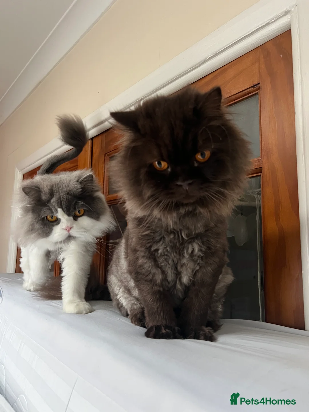British Longhair cats for sale: The Cutest Playful Cats - Advert 3