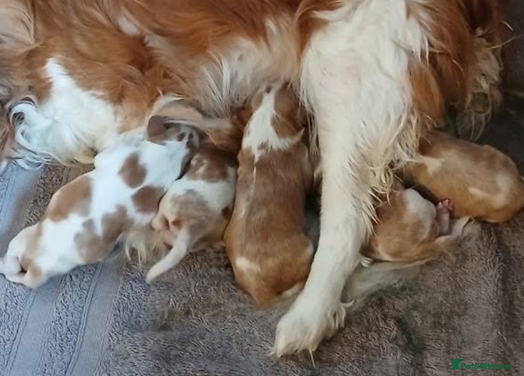 Cavalier King Charles Spaniel dogs for stud: CKCS For Stud in Waterlooville - Image 3