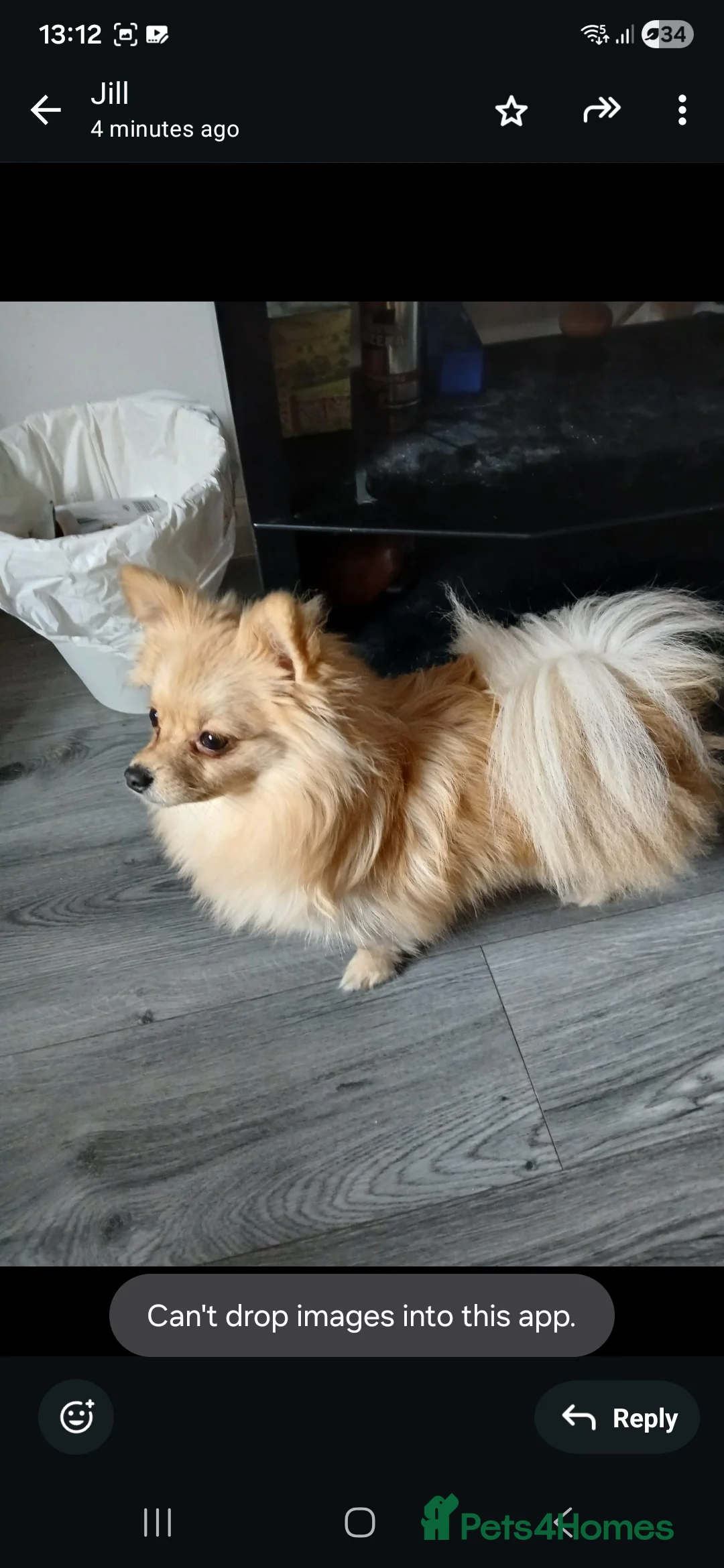 Pomchi dogs for sale: Pomchi  - Advert 2