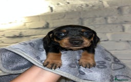 Miniature Dachshund dogs for sale: Miniature dachshunds ready 21st November  - Advert 3
