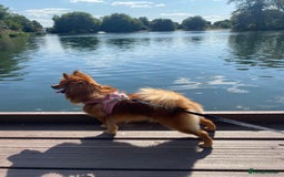 German Spitz dogs for sale: German spitz 🐾🐶🎀 - Image 1