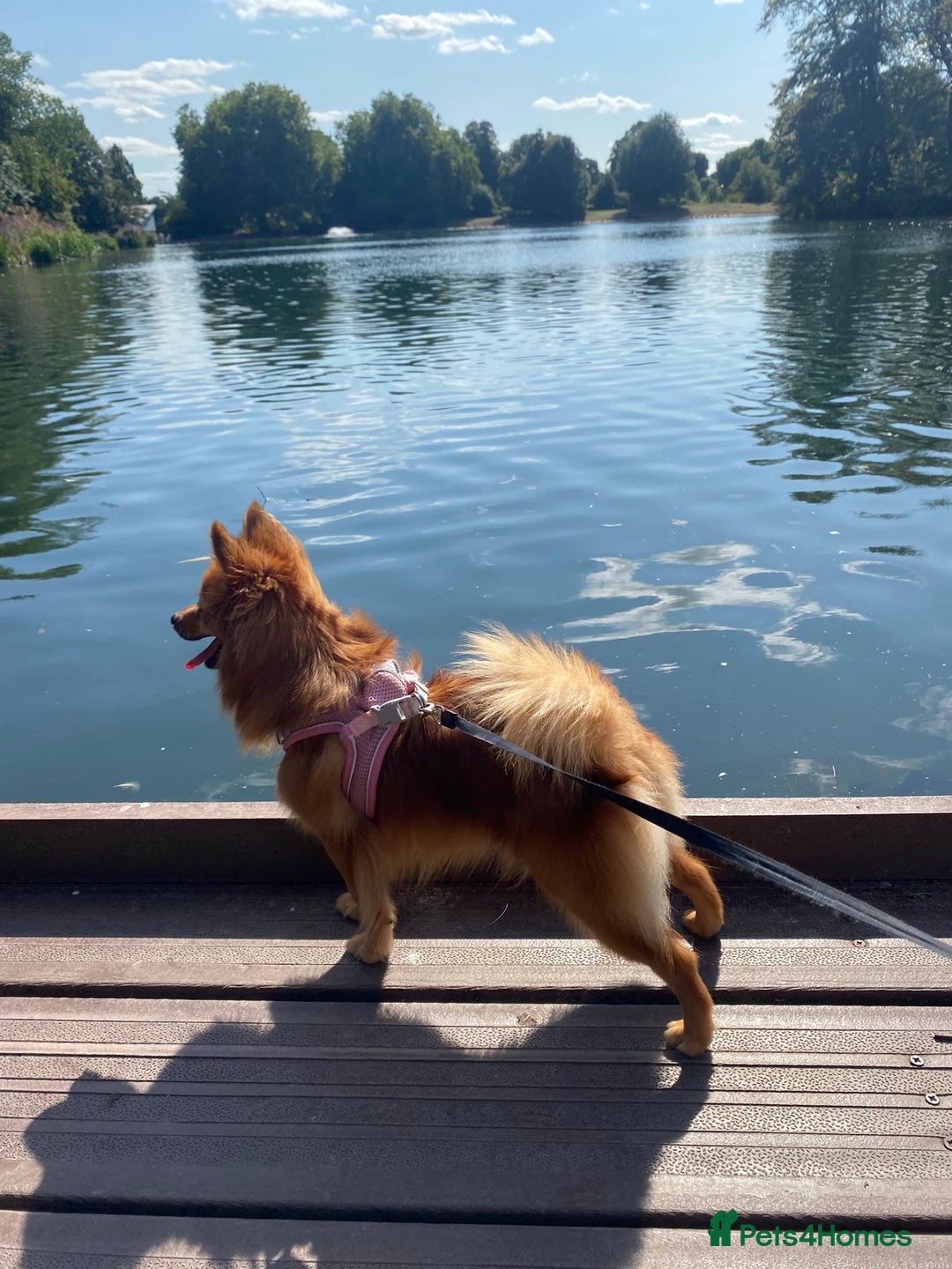 German Spitz dogs for sale: German spitz 🐾🐶🎀 - Image 1