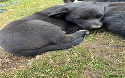 Mixed Breed dogs for sale: 3 Beautiful Huntaway x Collie pups  - Image 32