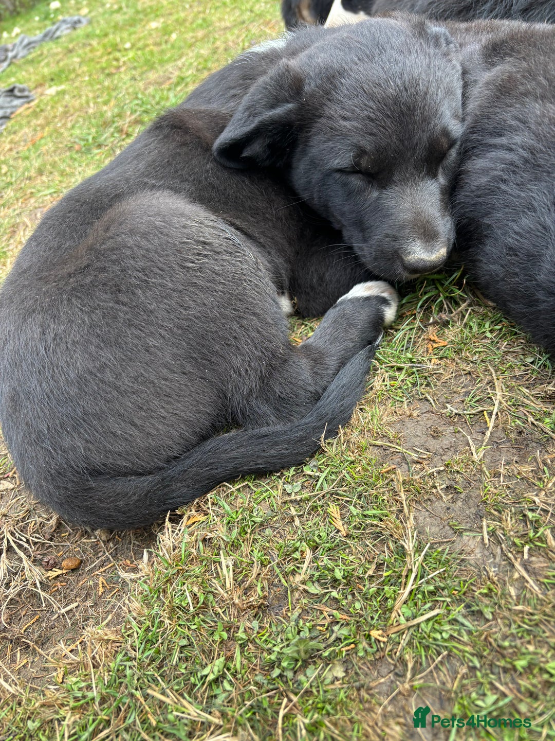Mixed Breed dogs for sale: 3 Beautiful Huntaway x Collie pups  - Image 32