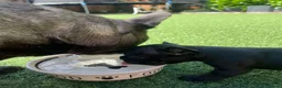 French Bulldog dogs for sale: *NOW REDUCED*KC registered French bulldog puppies  - Advert 17