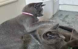 Russian Blue cats for sale: Russian Blue Kitten - Image 11