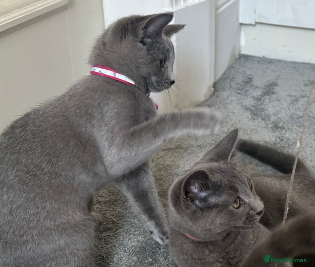 Russian Blue cats for sale: Russian Blue Kitten - Image 11