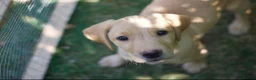 Labrador Retriever dogs for sale: Two KC registered beautiful pups, ready to go!  - Advert 2