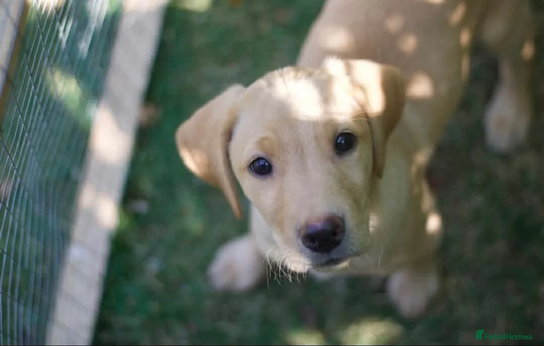 Labrador Retriever dogs for sale: Two KC registered beautiful pups, ready to go!  - Advert 2