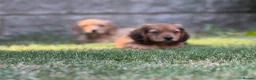 Mixed Breed dogs for sale: Two beautiful dachshund x schweenie  in Chester - Advert 9
