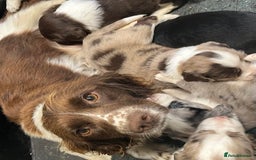 Sprollie dogs for sale: Beautiful Springer Spaniel x Border Collie Puppies - Image 7