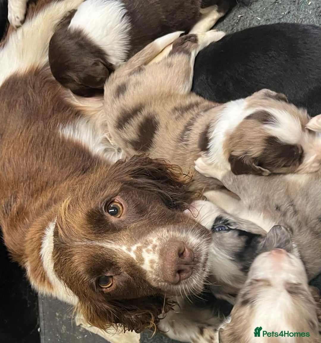 Sprollie dogs for sale: Beautiful Springer Spaniel x Border Collie Puppies - Image 7