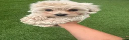Maltipoo dogs for sale: Beautiful small Maltipoos (Asian poodle) f1 💙💙 - Advert 25