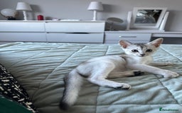 Abyssinian cats for sale: Pedigree Silver Abyssinian kittens left 1 female - Image 18