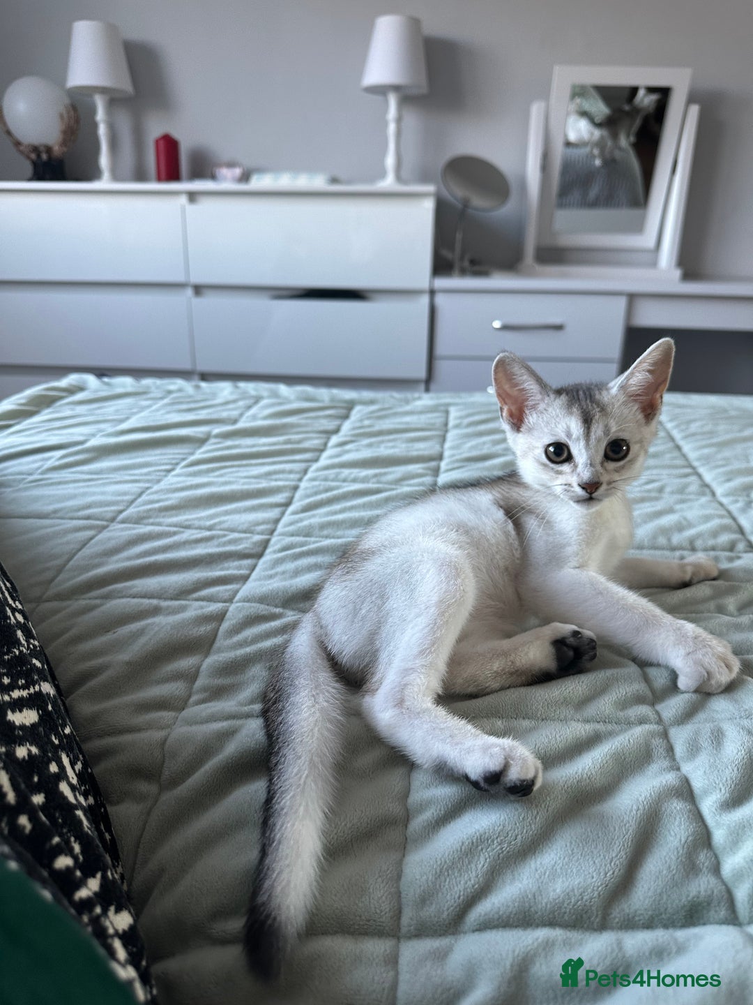 Abyssinian cats for sale: Pedigree Silver Abyssinian kittens left 1 female - Image 18